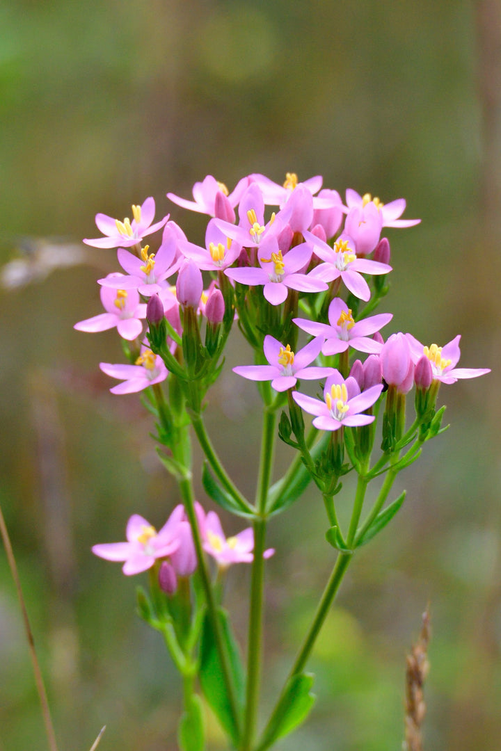 Bio-Echtes Tausendgüldenkraut-Centaurium erythraea