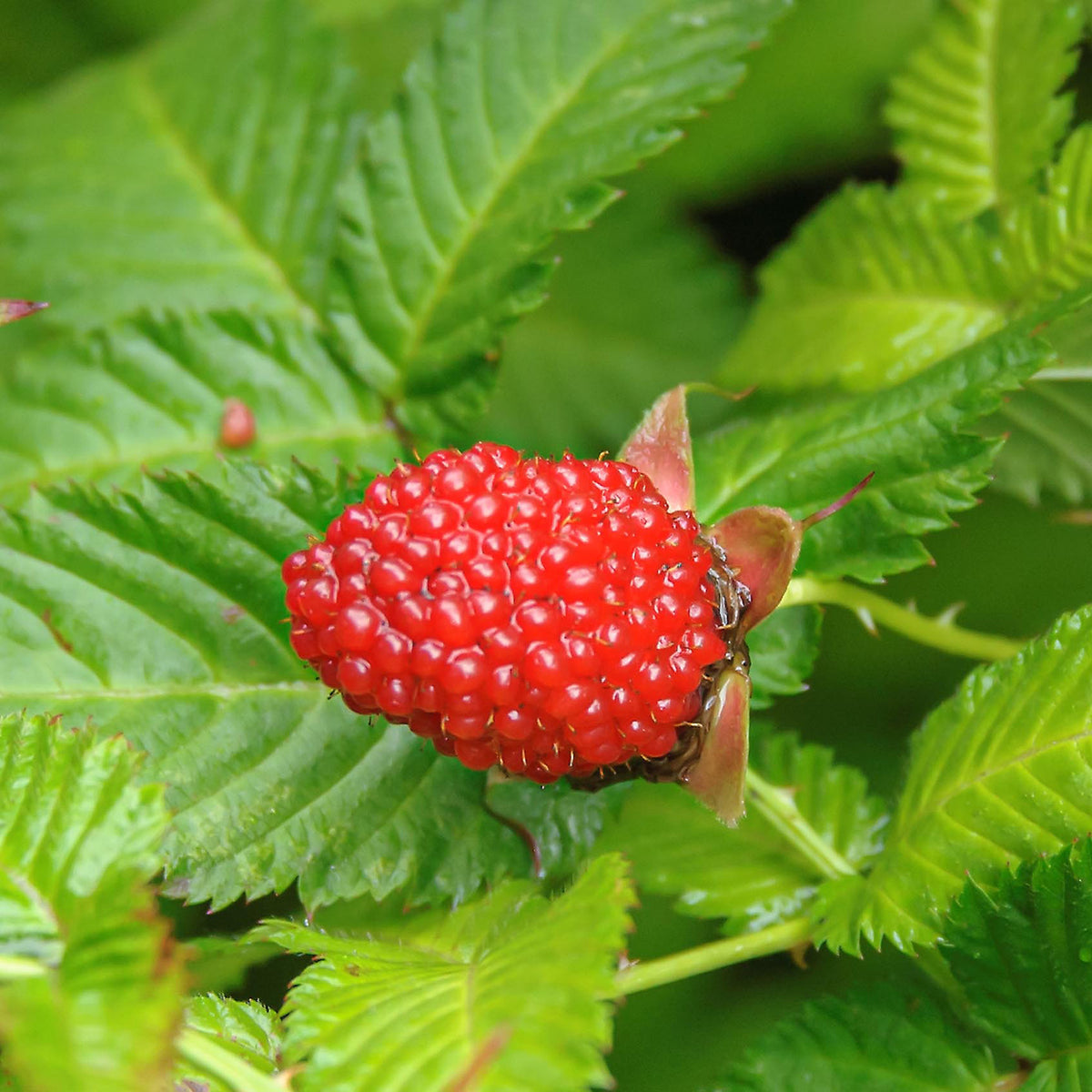 Bio-Erdbeer-Himbeere