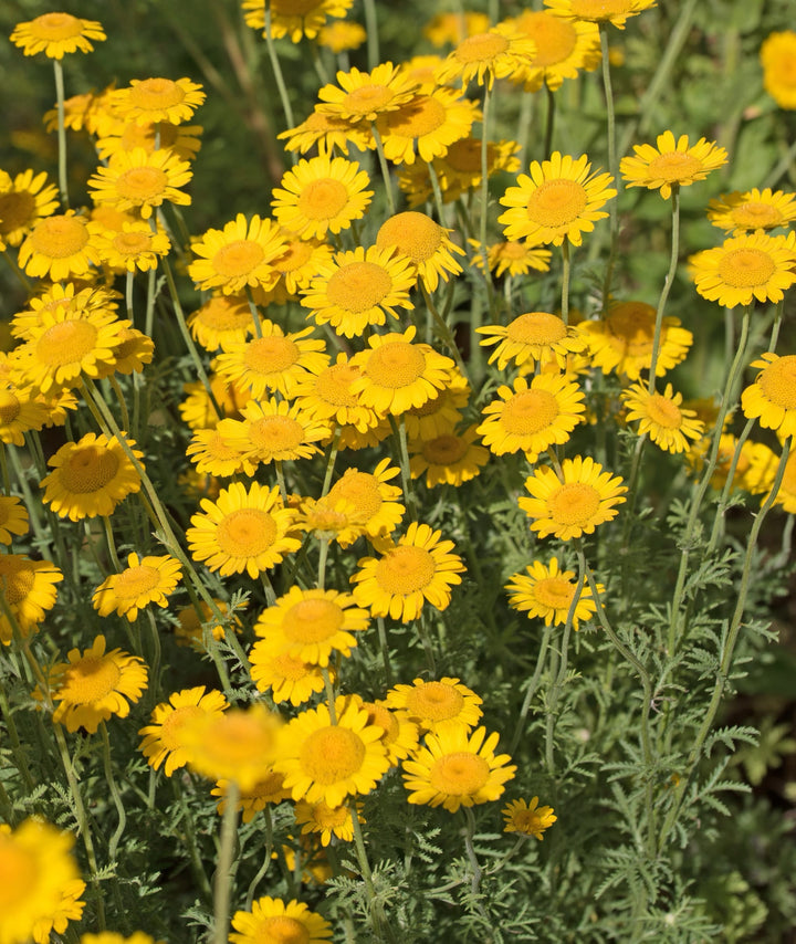 Bio-Färber-Hundskamille Wildblume-Anthemis tinctoria