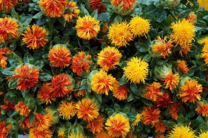 Bio-Färberdistel-Carthamus tinctorius
