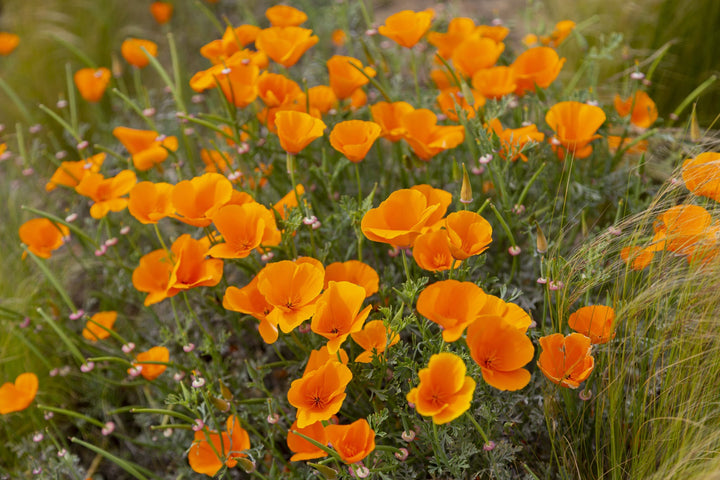 Bio-Goldmohn Orange-Eschscholzia californica