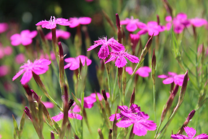 Bio-Heide-Nelke Wildblume-Dianthus deltoides