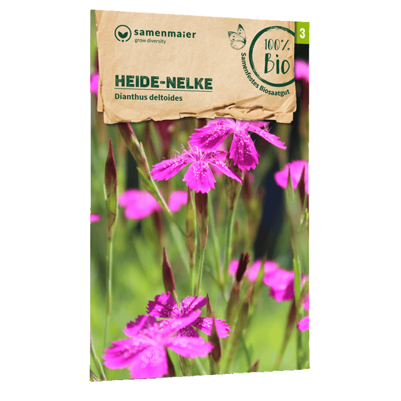 Bio-Heide-Nelke Wildblume Samen