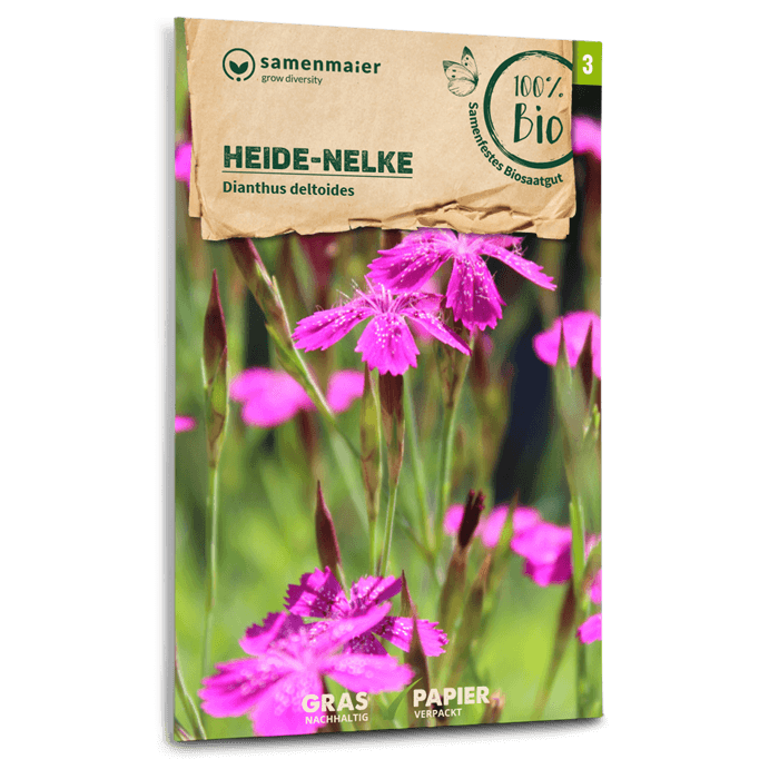 Bio-Heide-Nelke Wildblume