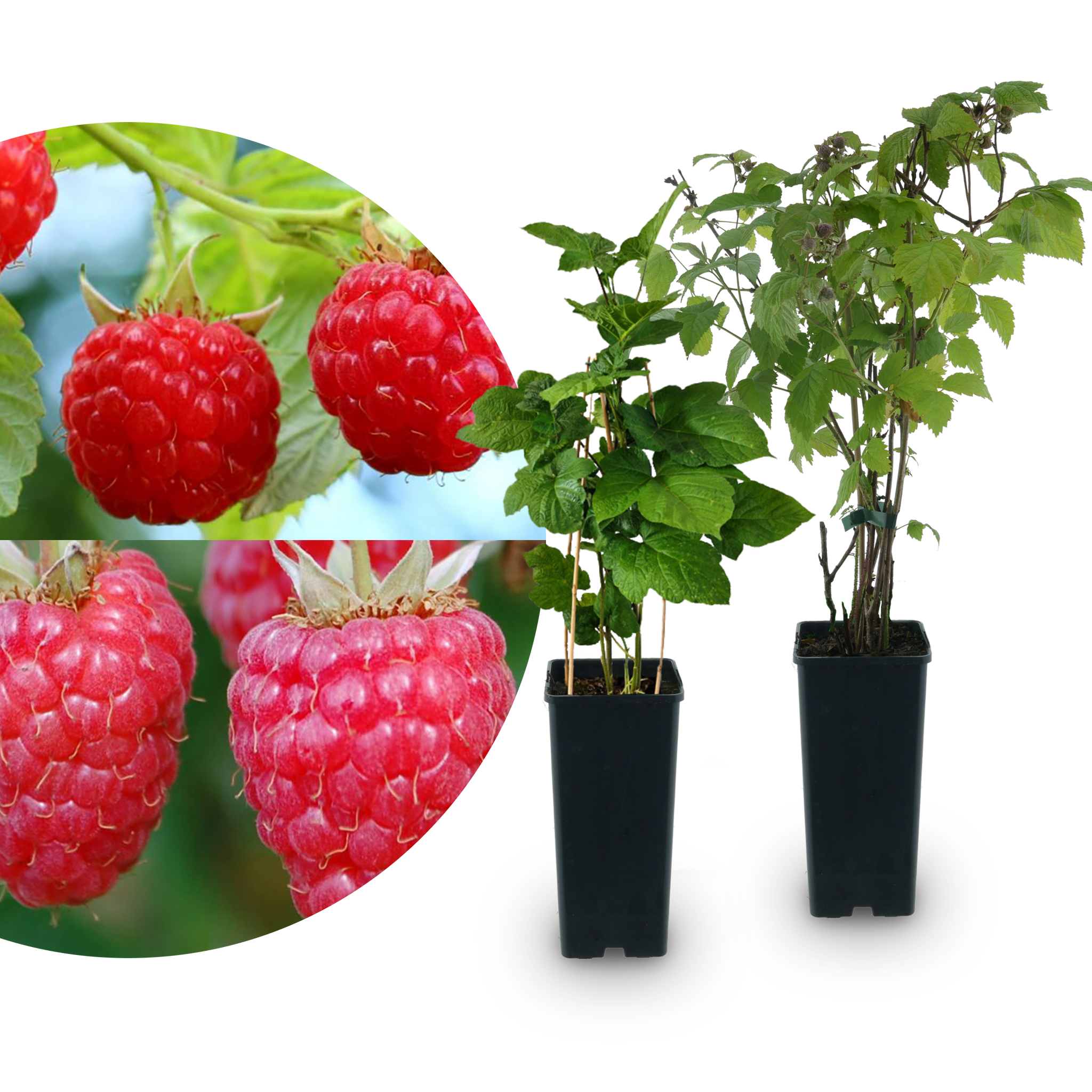 Bio-Himbeer-Duo Lange Erntezeit (2er Set)
