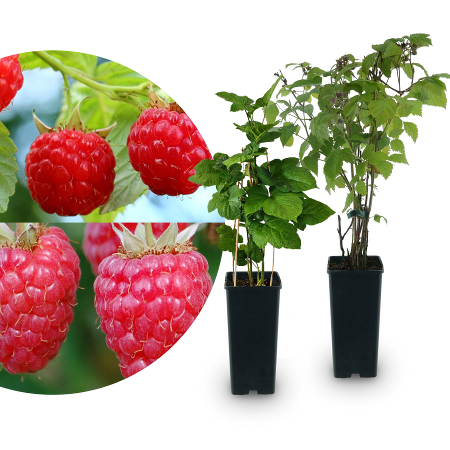 Bio-Himbeer-Duo Lange Erntezeit (2er Set)