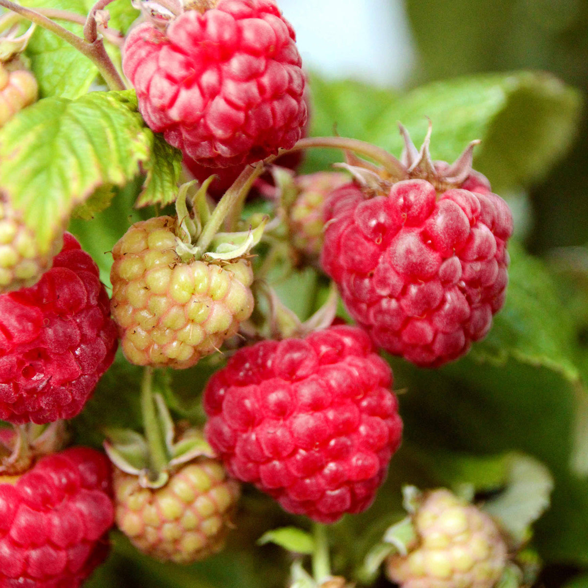 Bio-Himbeere 'Aroma Queen'®