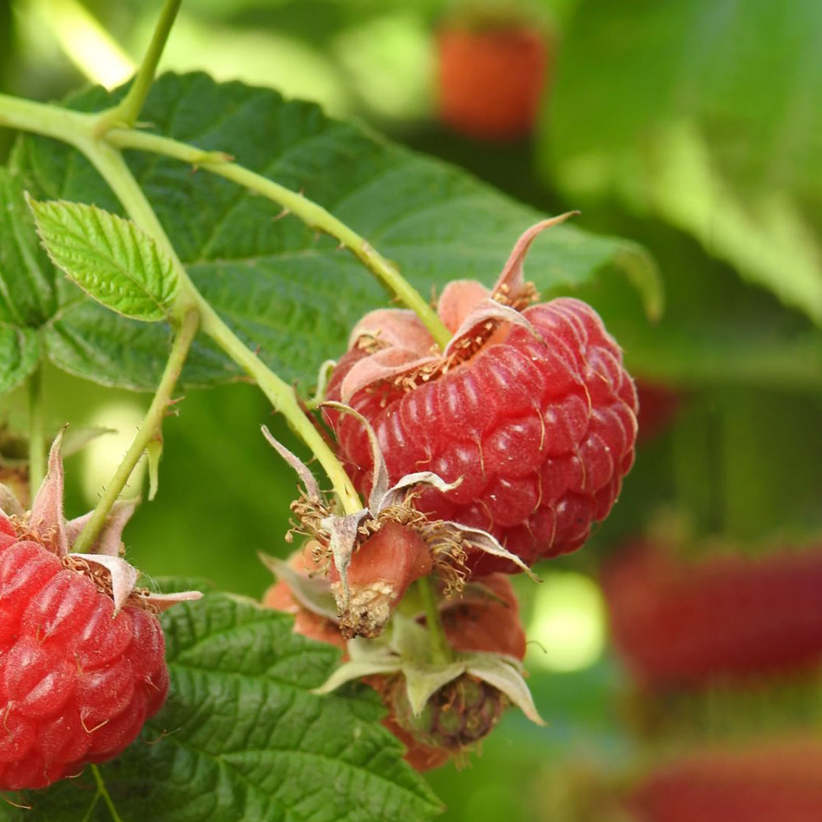 Bio-Himbeere 'Autumn Bliss'