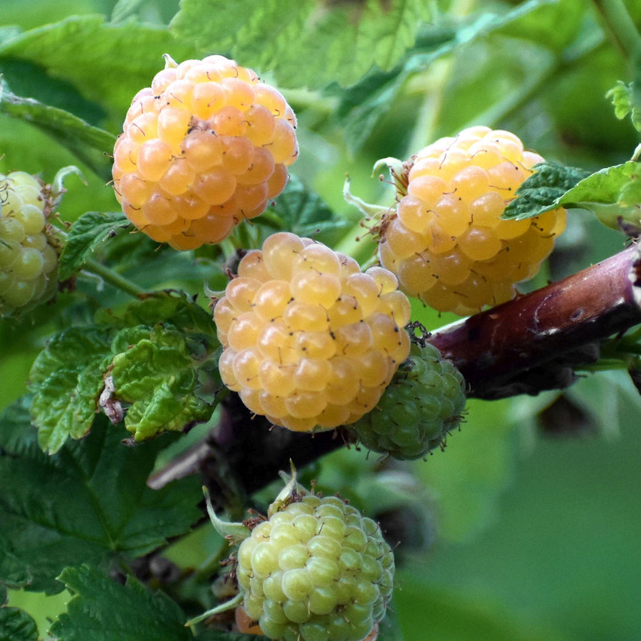 Bio-Himbeere 'Fallgold'
