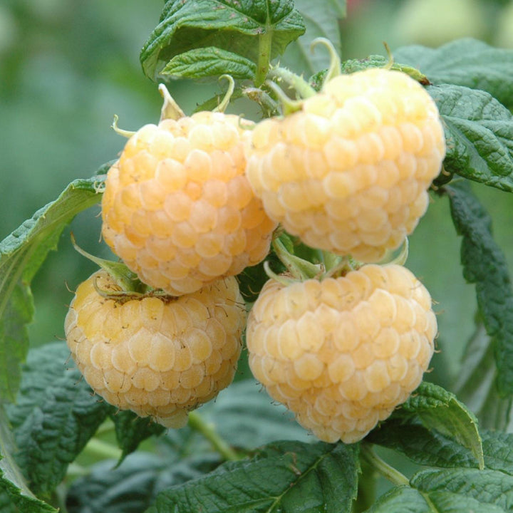 Reife Bio-Himbeeren 'Golden Everest'