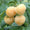 Bio-Himbeere 'Golden Everest'