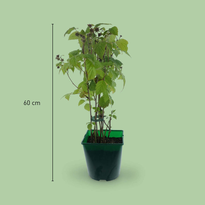 Größe der Bio-Himbeere 'Golden Everest'