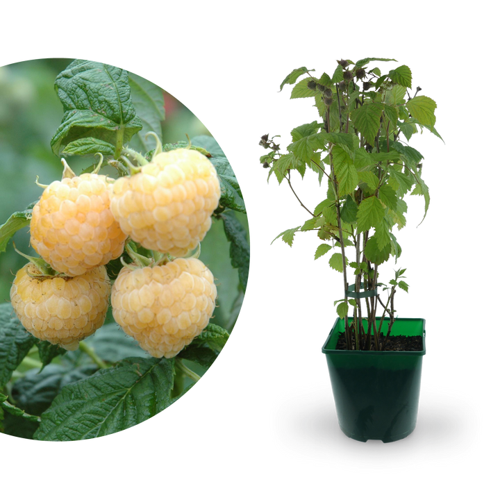 Bio-Himbeere 'Golden Everest'