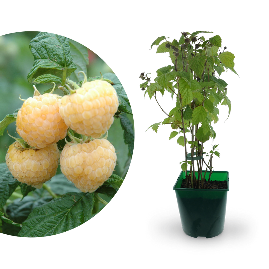 Bio-Himbeere 'Golden Everest'