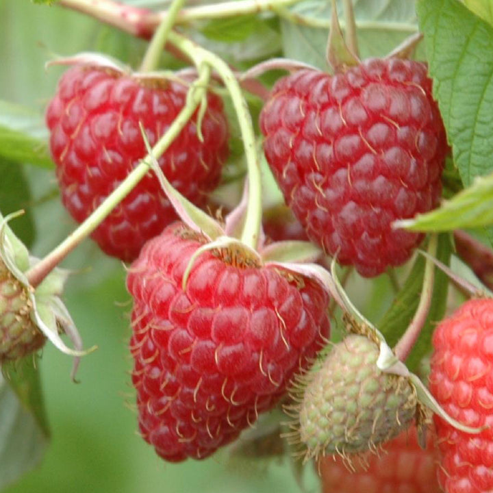 Reife Bio-Himbeeren 'Heritage'
