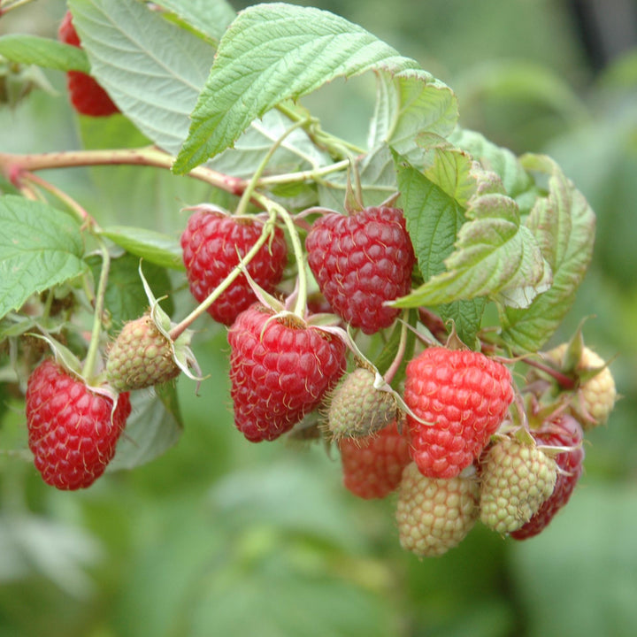 Bio-Himbeere 'Heritage' im Garten