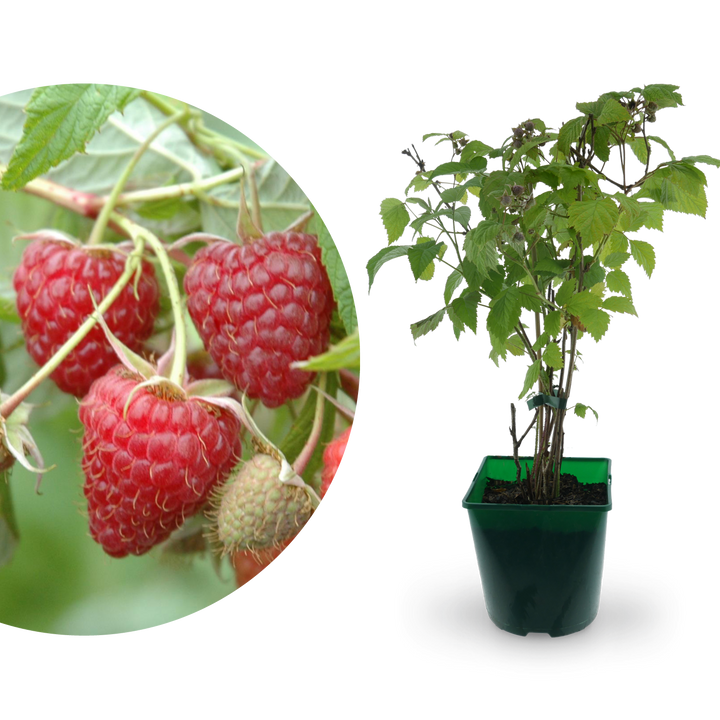 Bio-Himbeere 'Heritage'