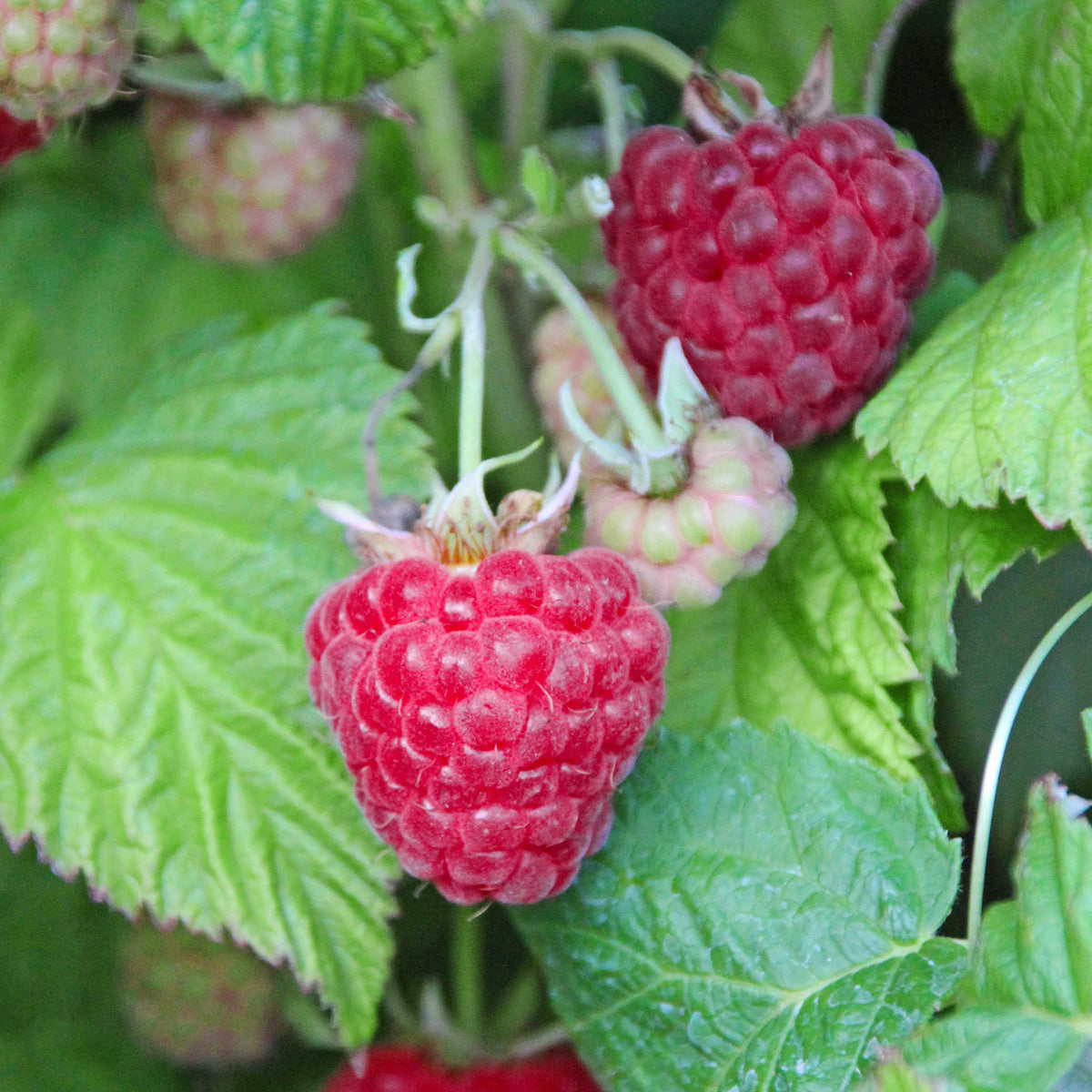 Bio-Himbeere 'Malling Promise'