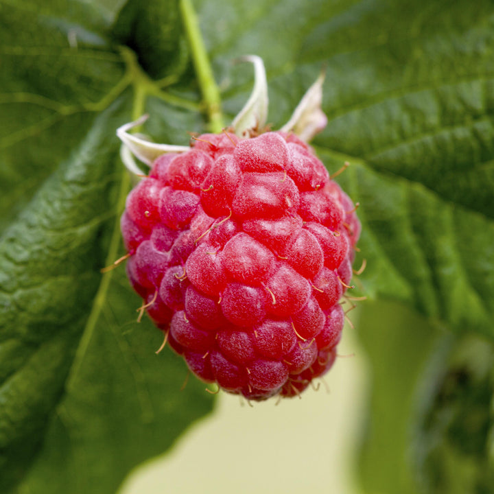 Reife Bio-Himbeere 'Meeker'