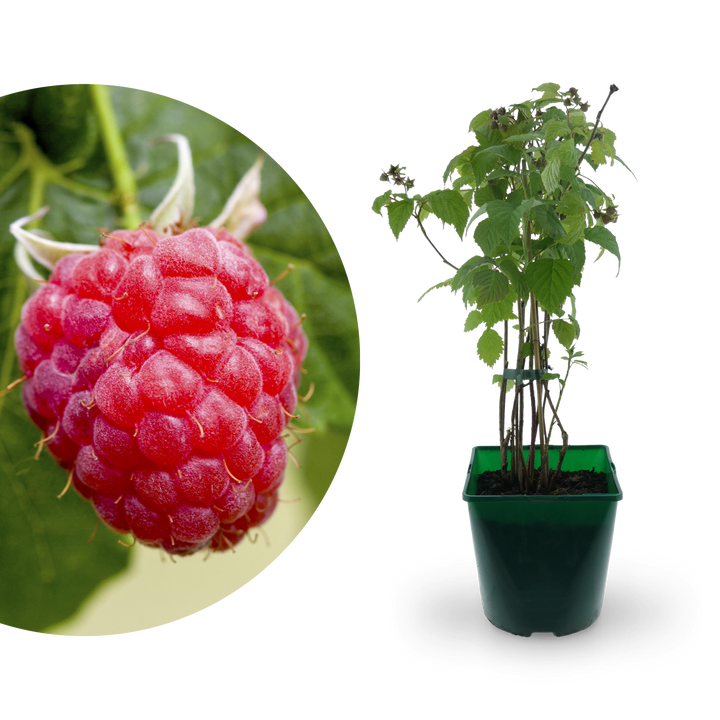 Bio-Himbeere 'Meeker'
