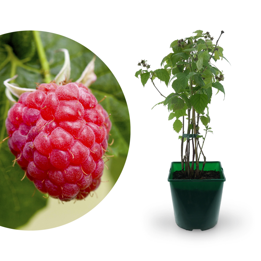 Bio-Himbeere 'Meeker'