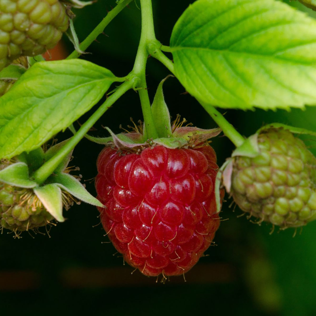 Bio-Himbeere 'Schönemann'