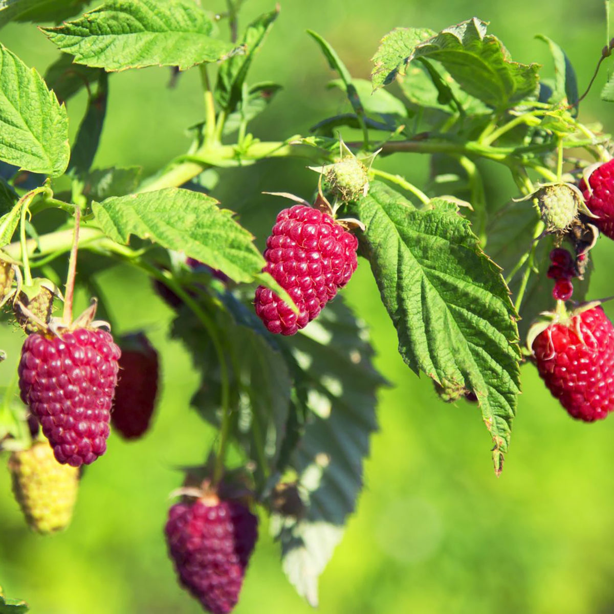 Bio-Himbeere 'Tulameen'