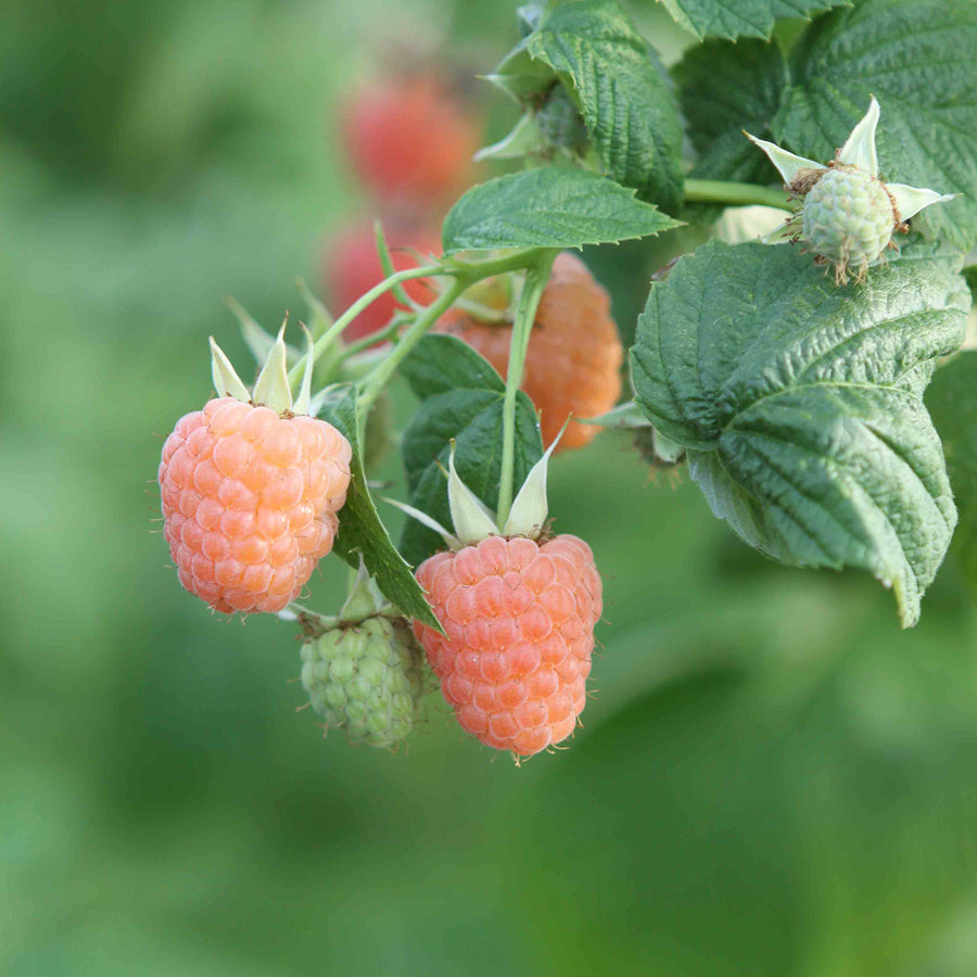 Bio-Himbeere 'Valentina'®