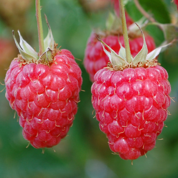 Reife Bio-Himbeere 'Willamette'