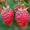 Bio-Himbeere 'Willamette'