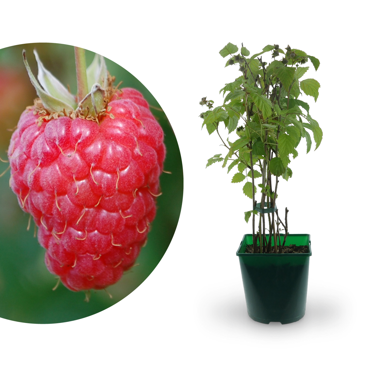 Bio-Himbeere 'Willamette'