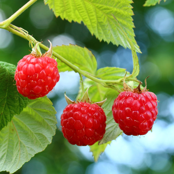 Reife Bio-Himbeere 'ZEFA 3 Herbsternte'