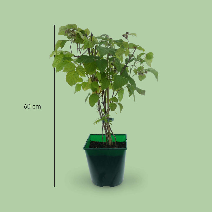 Größe der Bio-Himbeere 'ZEFA 3 Herbsternte'