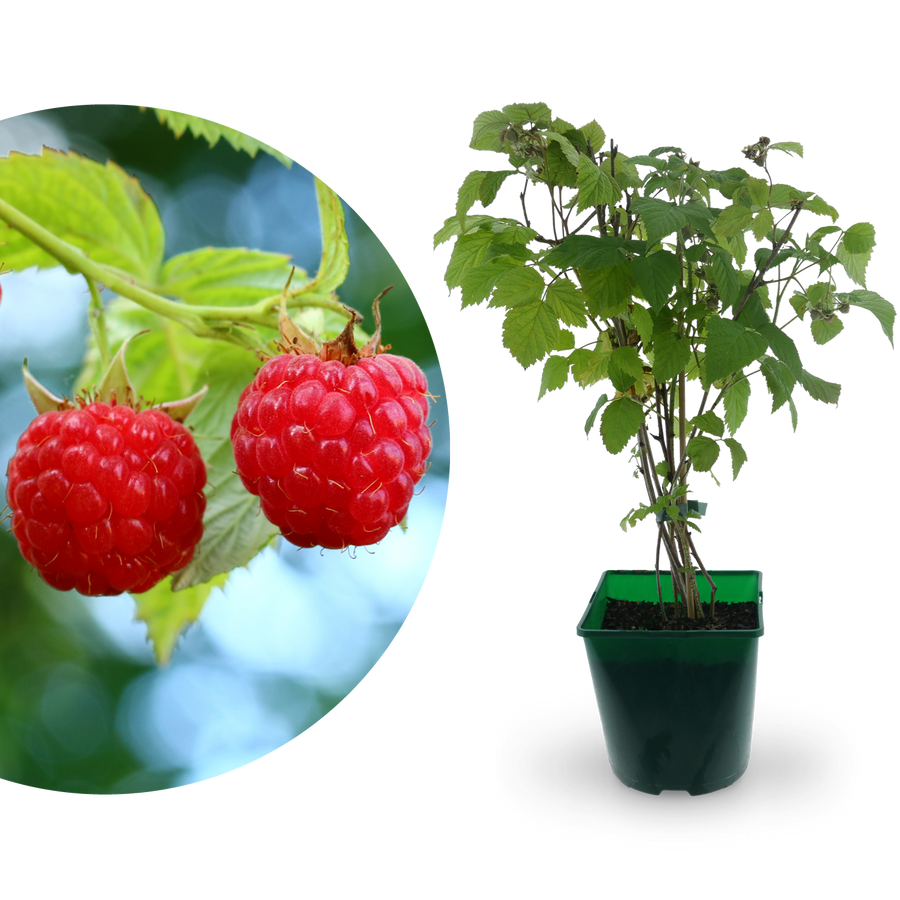 Bio-Himbeere 'ZEFA 3 Herbsternte'