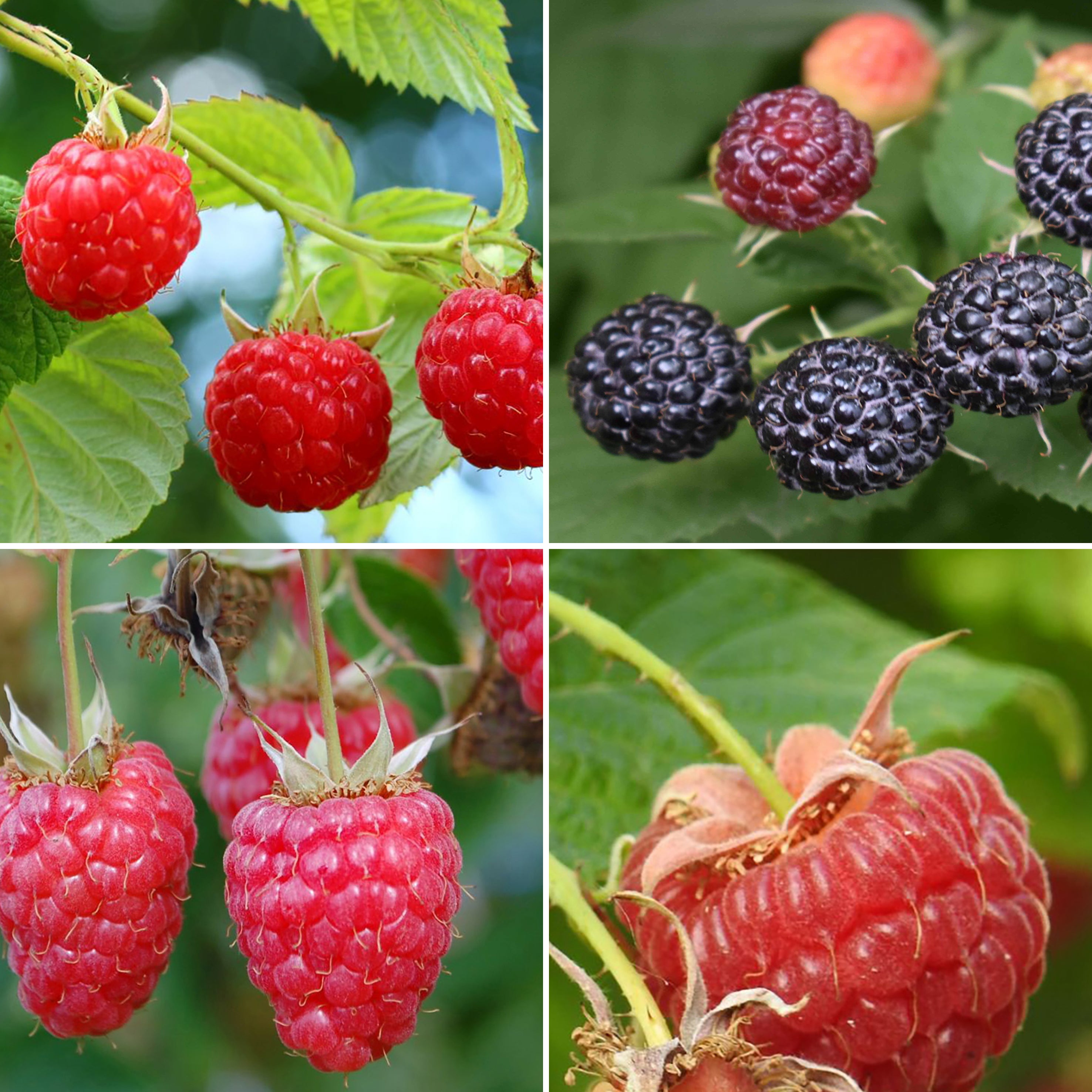 Bio-Himbeeren-Set mit Sorten 'ZEFA 3 Herbsternte', 'Autumn Bliss', 'Willamette', 'Black Jewel'