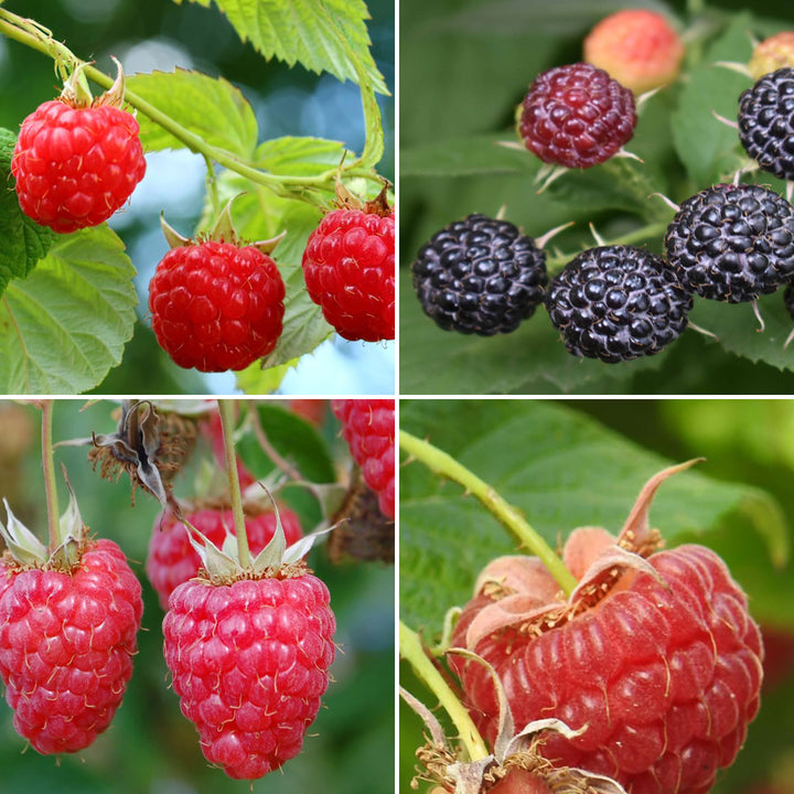 Bio-Himbeeren-Set mit Sorten 'ZEFA 3 Herbsternte', 'Autumn Bliss', 'Willamette', 'Black Jewel'