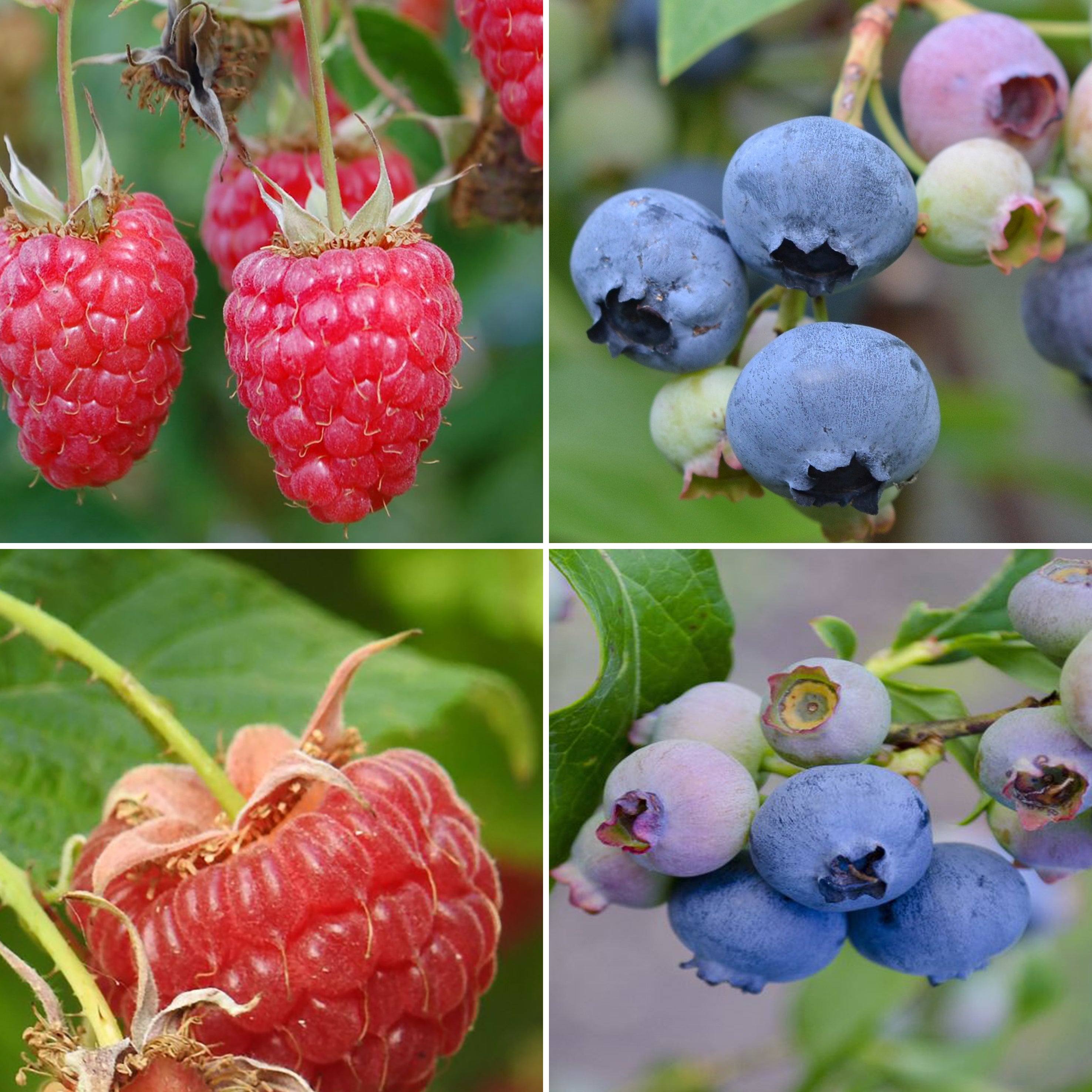 Bio-Himbeeren und Blaubeeren-Set mit Sorten 'Goldtraube', 'Patriot', 'Autumn Bliss', 'Willamette'