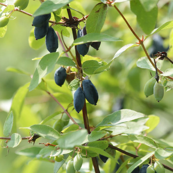 Bio-Honigbeere