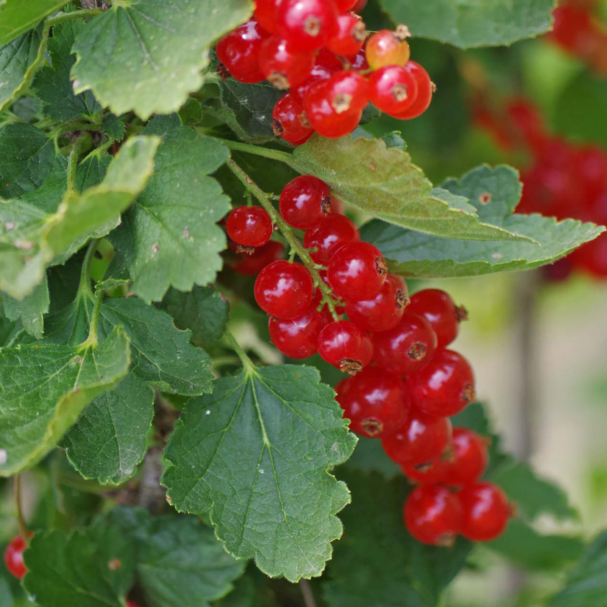 Bio-Johannisbeere 'Rolan'