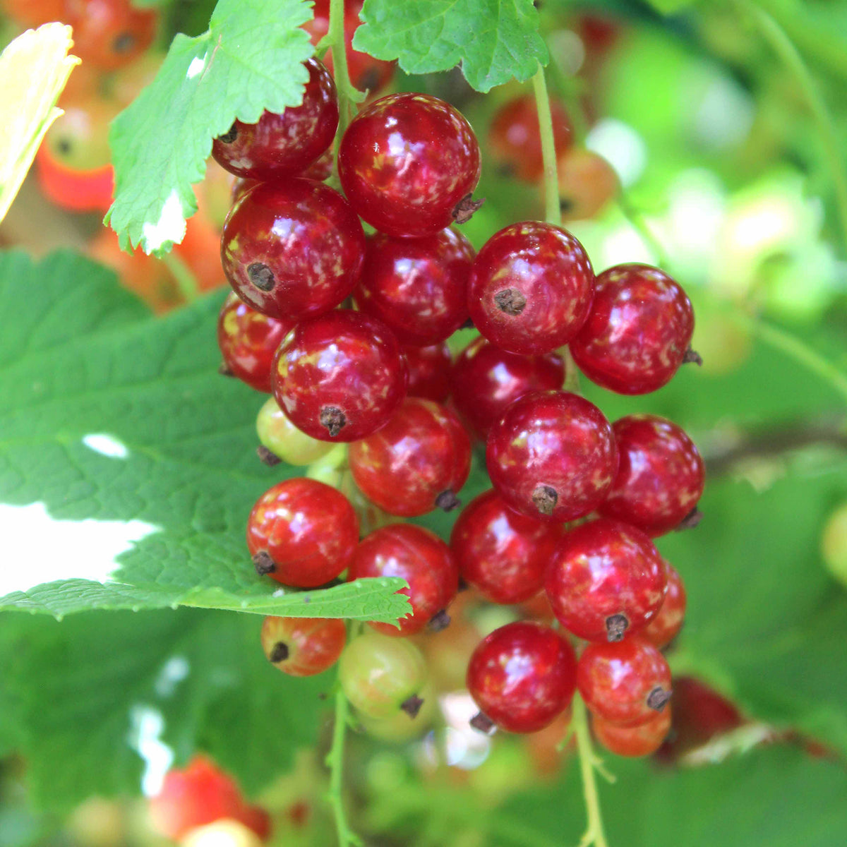 Bio-Johannisbeere 'Rosetta'