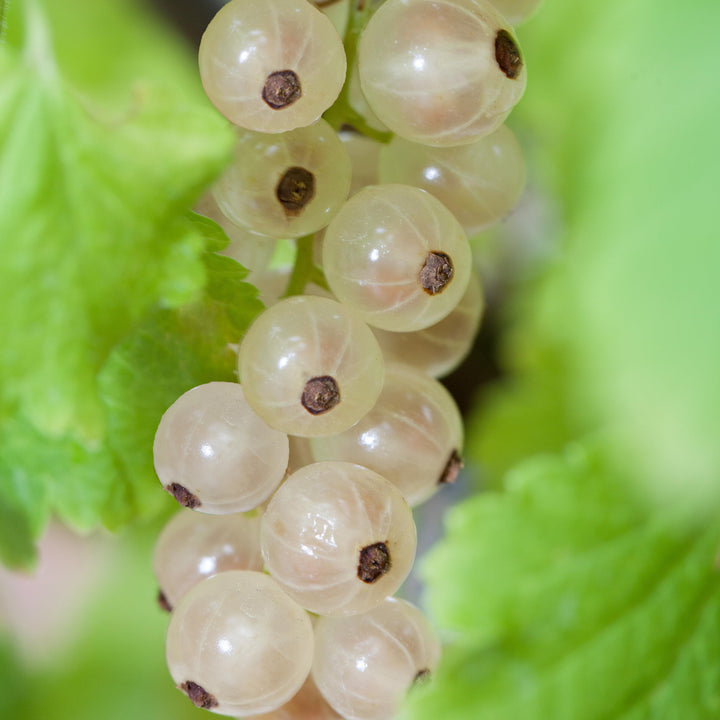 Reife Bio-Johannisbeeren 'Weiße Versailler'