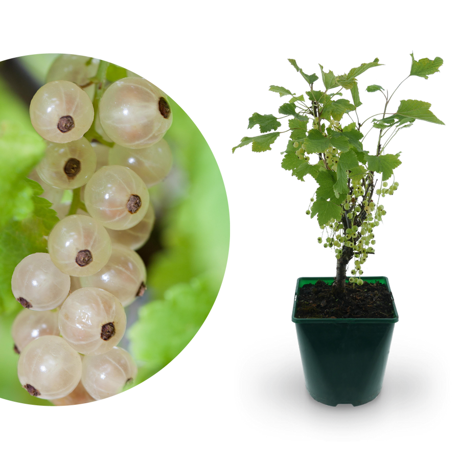 Bio-Johannisbeere 'Weiße Versailler'