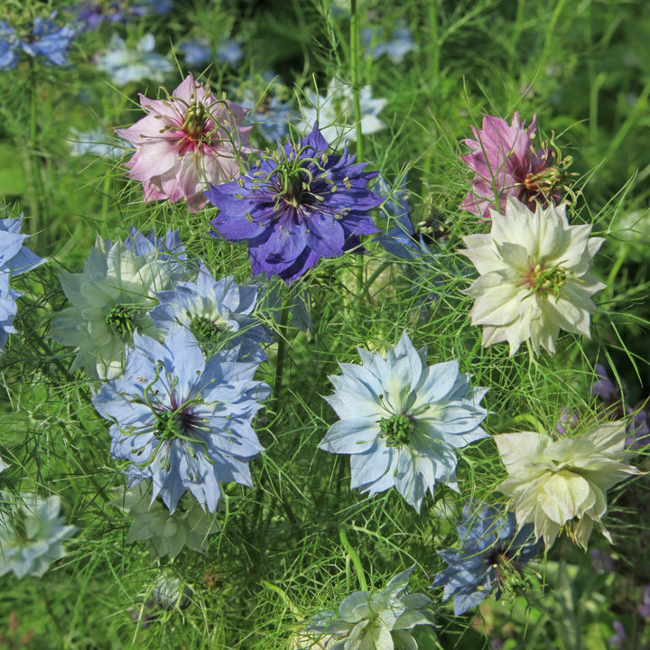 Bio-Jungfer im Grünen Mischung-Nigella damascena