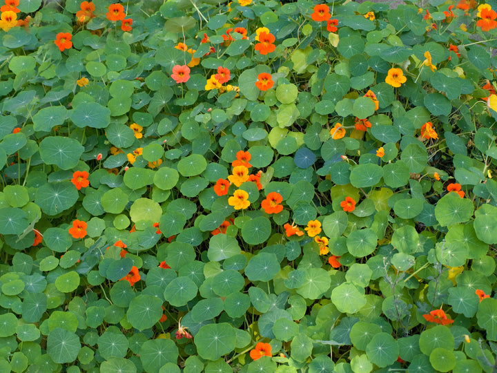 Bio-Kapuzinerkresse Niedrige Mischung-Tropaeolum majus