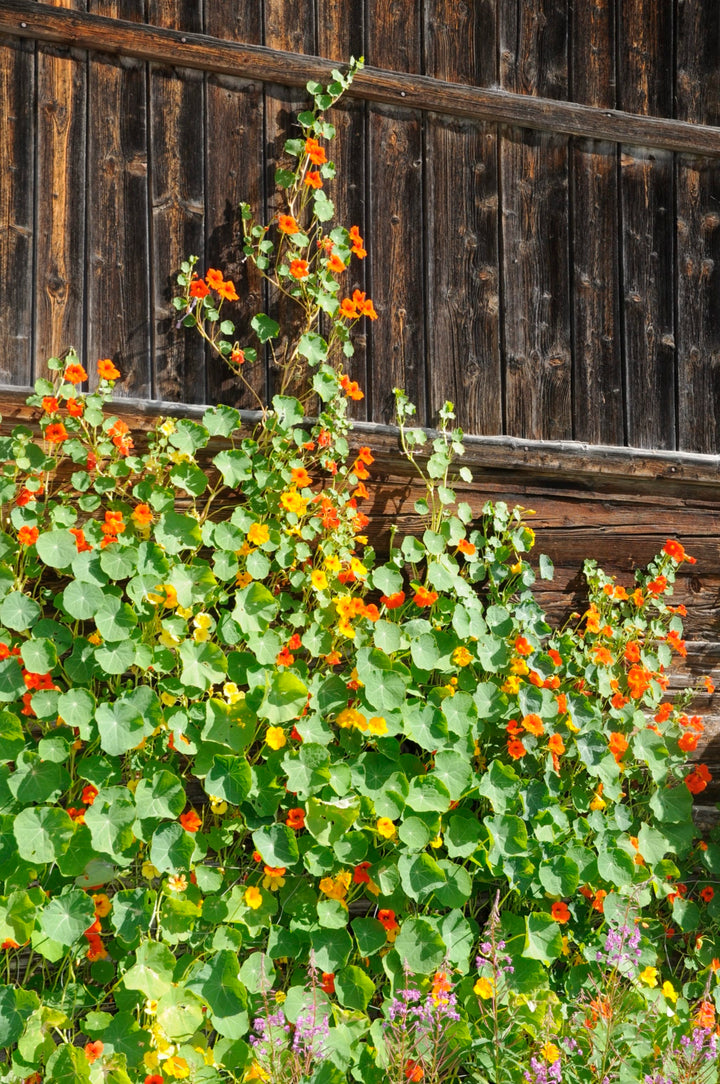 Bio-Kapuzinerkresse Rankende Mischung-Tropaeolum majus