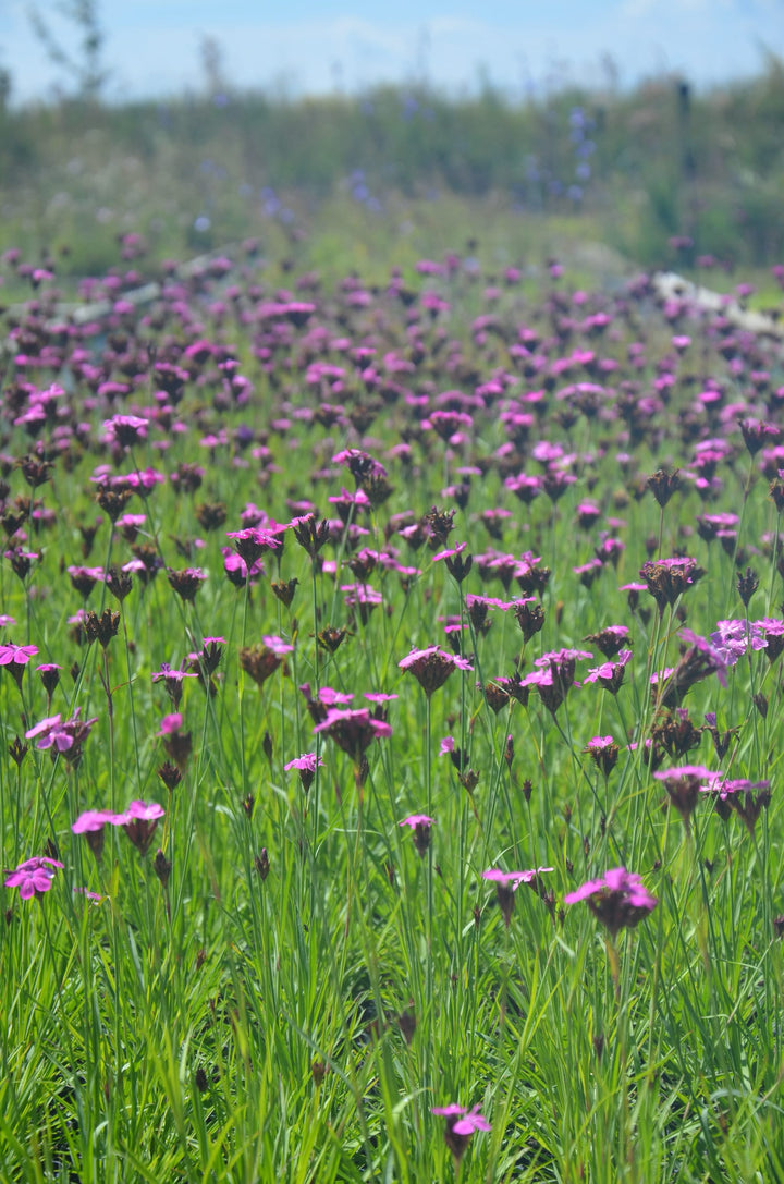Bio-Kartäuser Nelke Wildblume-Dianthus carthusianorum