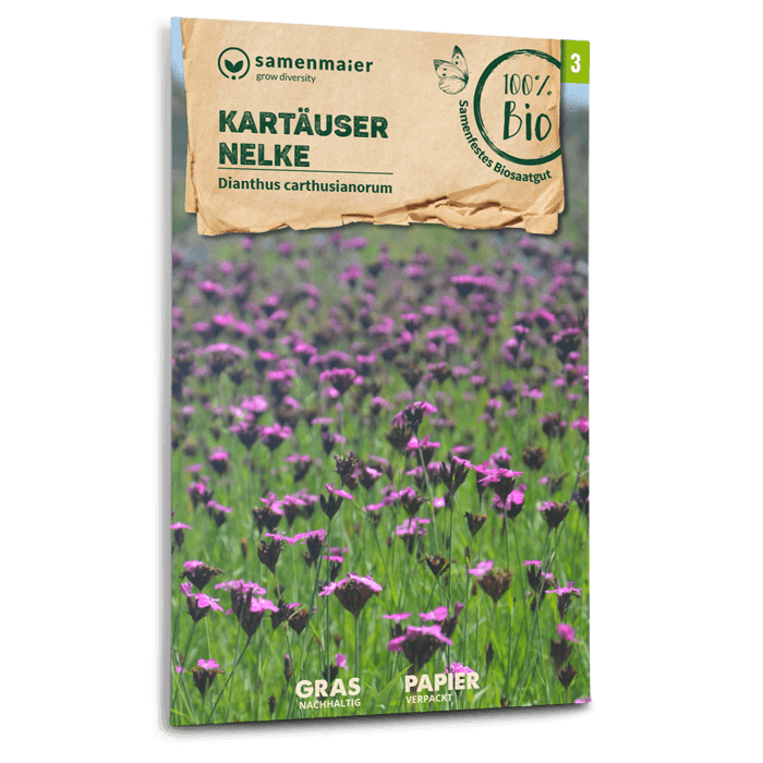 Bio-Kartäuser Nelke Wildblume Samen