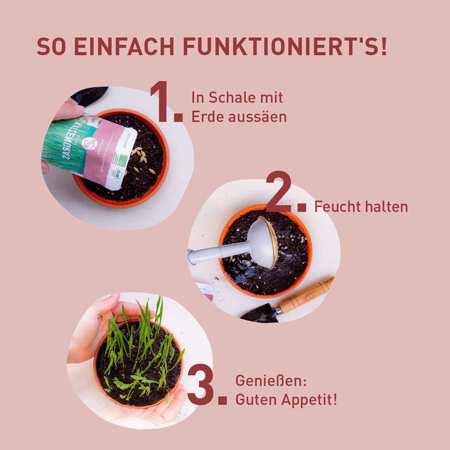 Katzengras Samen Set - 10x10g Mit Hydrokultur Topf & Zubehör