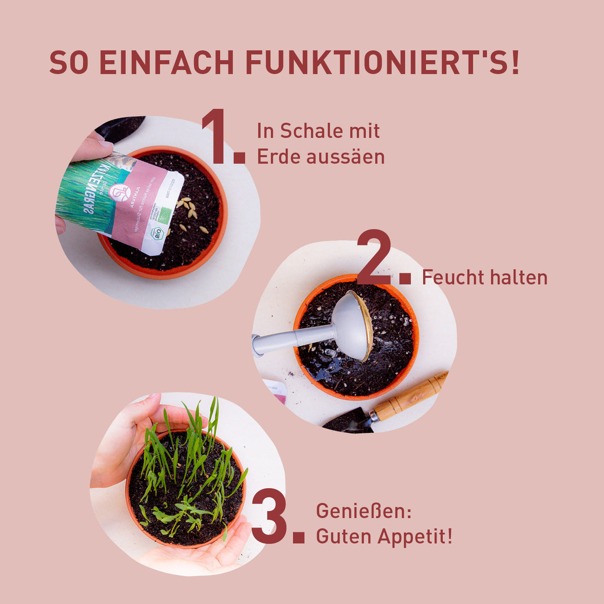 Aussaat-Anleitung für Katzengras-Samen