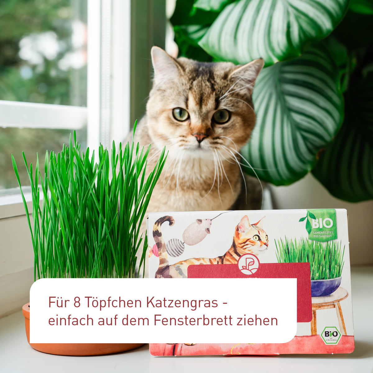 Bio-Katzen-Saatgut für die Fensterbank